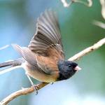 Ordinary/extraordinary junco is common snowbird | Kitsap Birding