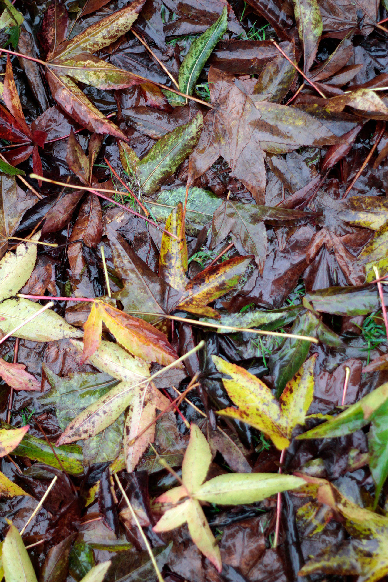 Soggy colors | Photo of the day 1.11