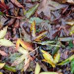 Soggy colors | Photo of the day 1.11