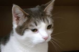 Halo and Journey are this week’s adoptable pets