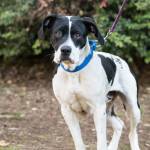 Halo and Journey are this week’s adoptable pets