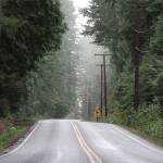 Big trees to be removed as part of bike lane project on Miller Road