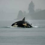 Puget Sound orcas surface near Tacoma. (Photo by Mike Charest | Flickr)