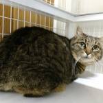 Emma and Jethro are this week’s adoptable pets