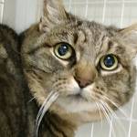 Emma and Jethro are this week’s adoptable pets