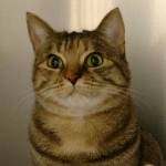 Sawyer and Kona are this week’s adoptable pets