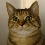 Sawyer and Kona are this week’s adoptable pets