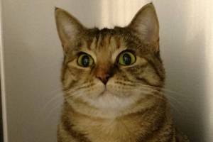 Sawyer and Kona are this week’s adoptable pets