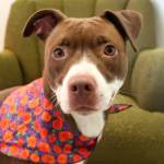 Sawyer and Kona are this week’s adoptable pets