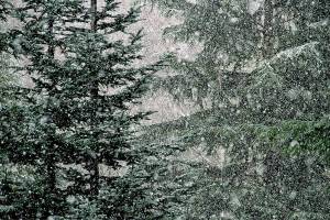 Snow falling on Bainbridge | Photo of the day 2.18