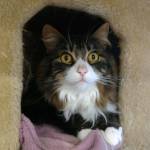 Sundance and Winston are this week’s adoptable pets