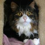 Sundance and Winston are this week’s adoptable pets