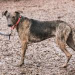 Sundance and Winston are this week’s adoptable pets