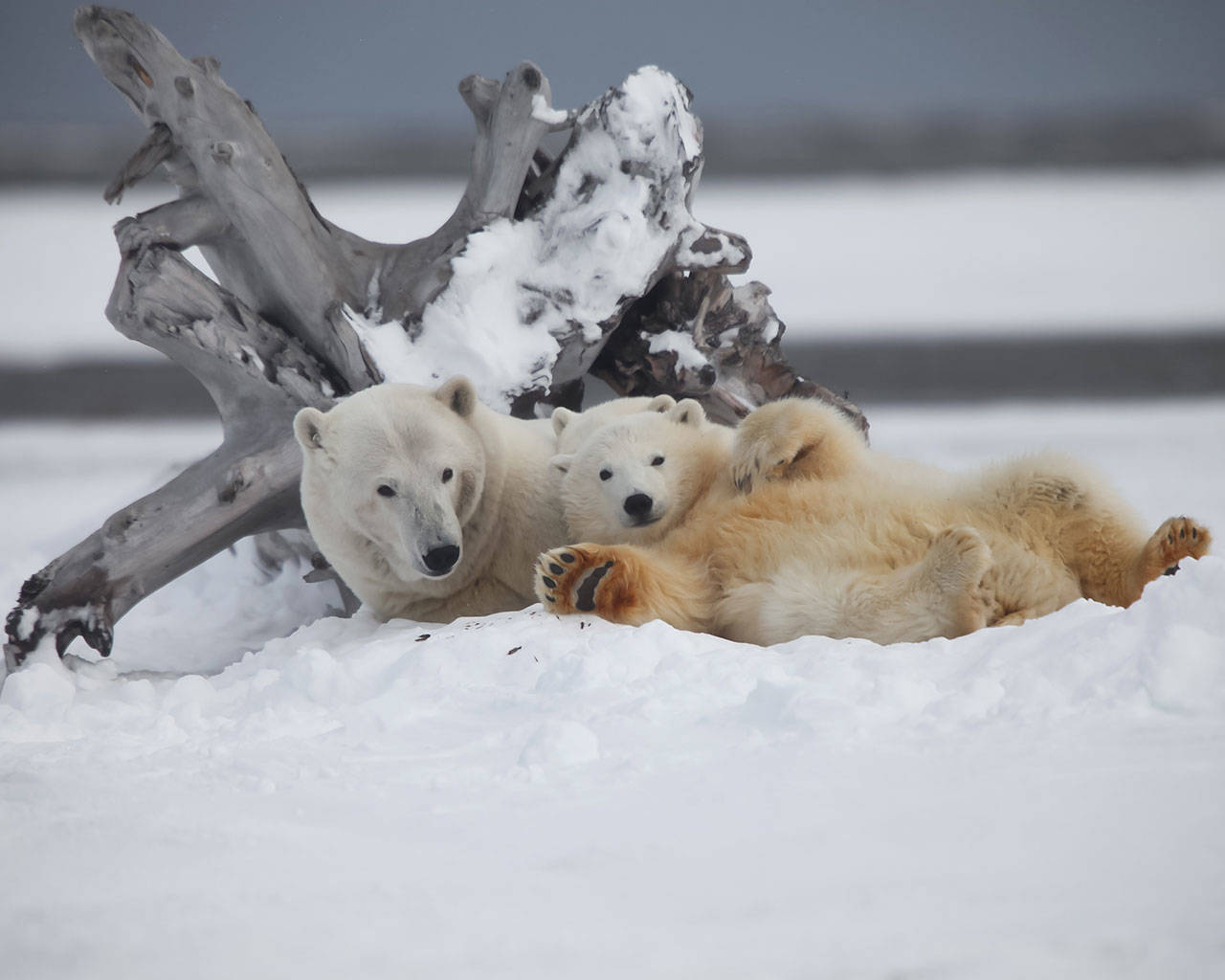 Gail Twelves photo | Polar Bears, a favorite subject of Gail Twelves, are one of two iconic species on display as part of her show at the Treehouse Café.