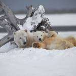 Gail Twelves photo | Polar Bears, a favorite subject of Gail Twelves, are one of two iconic species on display as part of her show at the Treehouse Café.