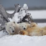 Wild things: Photo show brings you eye-to-eye with endangered icons