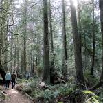 Bainbridge’s newest trail has debut | Photo of the day 3.18
