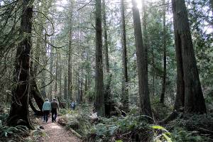 Bainbridge’s newest trail has debut | Photo of the day 3.18