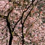 Sunshine and cherry blossoms | Photo of the day 3.24