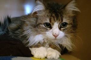 Mer and Duke are this week’s adoptable pets