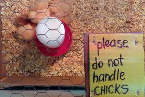 Hands off the chicks, pal | Photo of the day 4.9