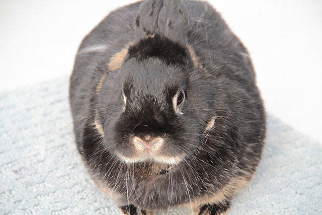 ICYMI: mEGGa Hunt 2018 | Photo gallery