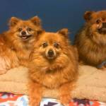 The Kitsap Humane Society shelter has taken in 36 dogs since just Monday, including two large groups of dogs through animal control, including these three senior Pomeranians. (Photo courtesy of the Kitsap Humane Society)