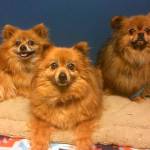 Dog lovers needed: Kitsap Humane Society kennels are at capacity