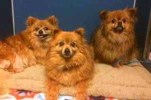 Dog lovers needed: Kitsap Humane Society kennels are at capacity