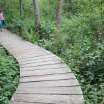 A walk in the woods in Winslow | Photo of the day 5.9