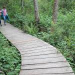 A walk in the woods in Winslow | Photo of the day 5.9