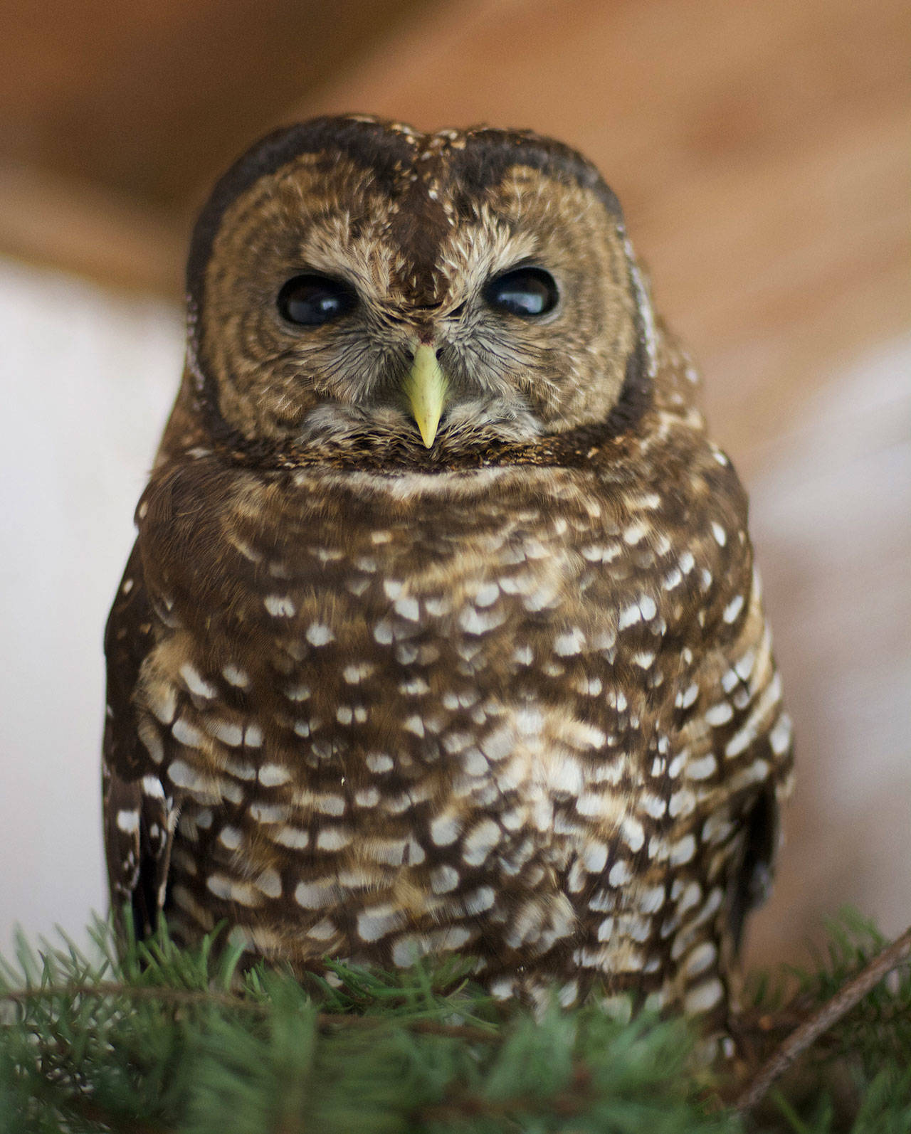 A rare northern spotted owl rehabilitated by Bainbridge Islands West Sound Wildlife Shelter. (Jay Wiggs photo)
