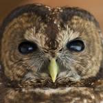 Kitsap, Naturally: Rehab in the forest | Nancy Sefton