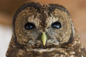 Kitsap, Naturally: Rehab in the forest | Nancy Sefton