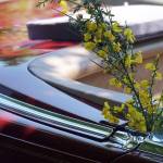 Hail the Scotch Broom Queen | Photo gallery