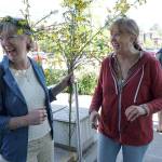 Hail the Scotch Broom Queen | Photo gallery