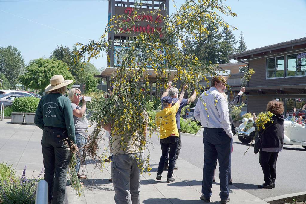 Hail the Scotch Broom Queen | Photo gallery