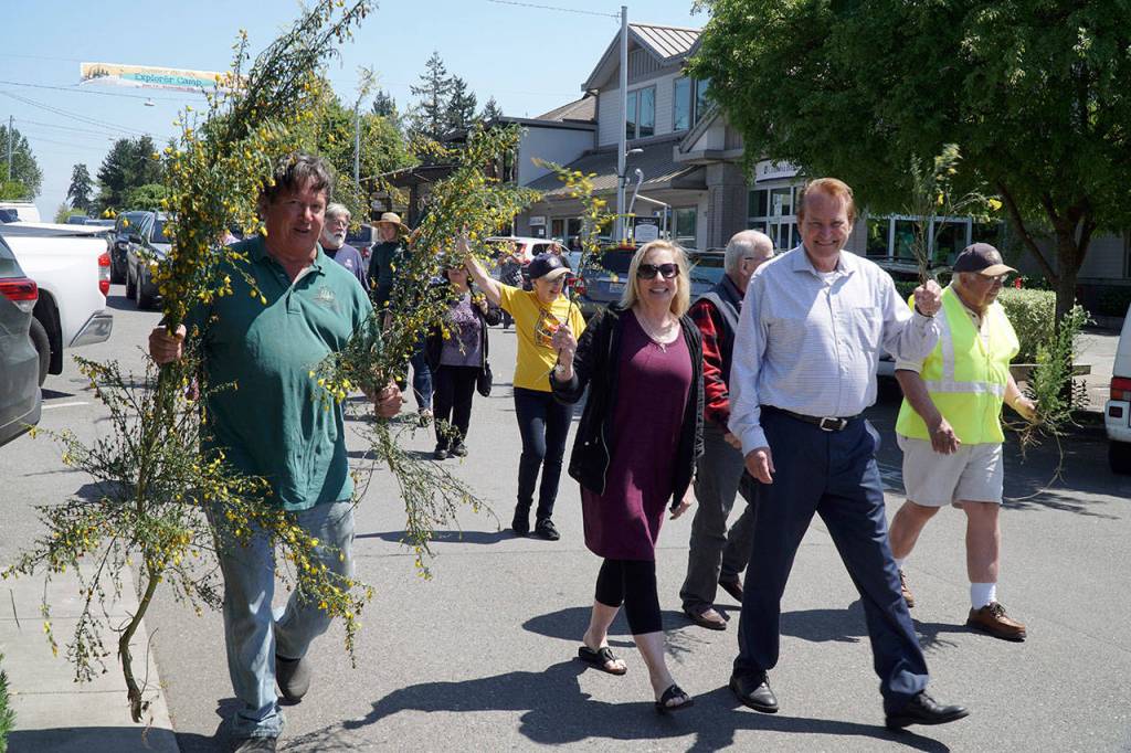 Hail the Scotch Broom Queen | Photo gallery