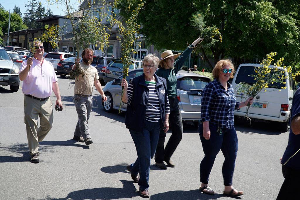 Hail the Scotch Broom Queen | Photo gallery