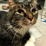 Edgar and Molly are this week’s adoptable pets