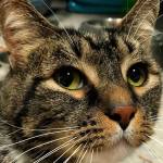 Edgar and Molly are this week’s adoptable pets