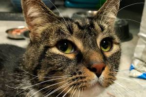 Edgar and Molly are this week’s adoptable pets