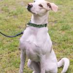 Edgar and Molly are this week’s adoptable pets