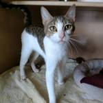 Kittles and Bootsie are this week’s adoptable pets