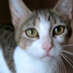 Kittles and Bootsie are this week’s adoptable pets