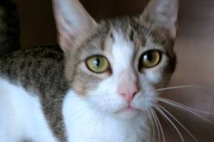 Kittles and Bootsie are this week’s adoptable pets