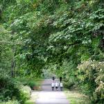 Weekday walk through the woods | Photo of the day 6.28