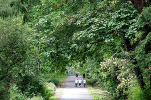 Weekday walk through the woods | Photo of the day 6.28