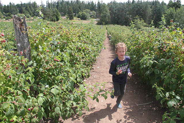 U-pick on Bainbridge | Photo gallery