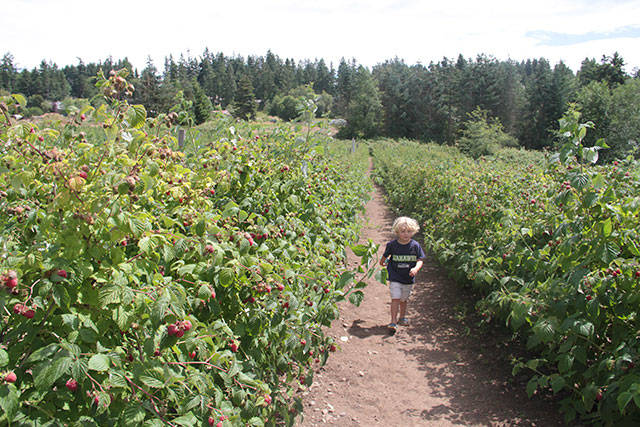 U-pick on Bainbridge | Photo gallery